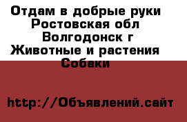 Отдам в добрые руки - Ростовская обл., Волгодонск г. Животные и растения » Собаки   